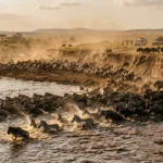 Wildebeest crossing the Mara River during the best time to visit Tanzania for the migration