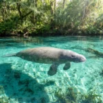 Manatee swimming in the clear water of Three Sisters Springs, Crystal River, Florida