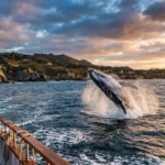 Humpback whale breaching in the water off Monterey Bay, one of the best places for whale watching in California