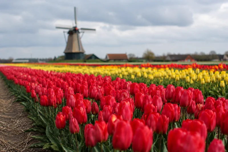 Amsterdam Travel Guide for First-Time Visitors 1 Amsterdam travel tulip fields near Keukenhof in spring