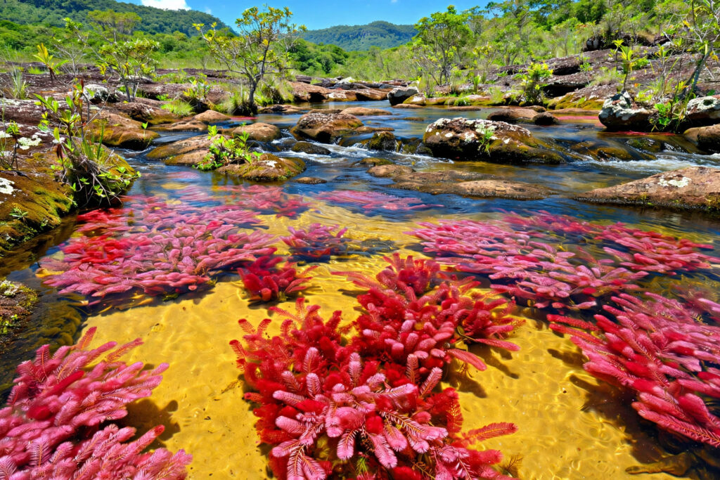 Colombia Tourist Attractions Worth Planning Your Trip Around 3 Red and pink aquatic plants coloring Caño Cristales river, Colombia.
