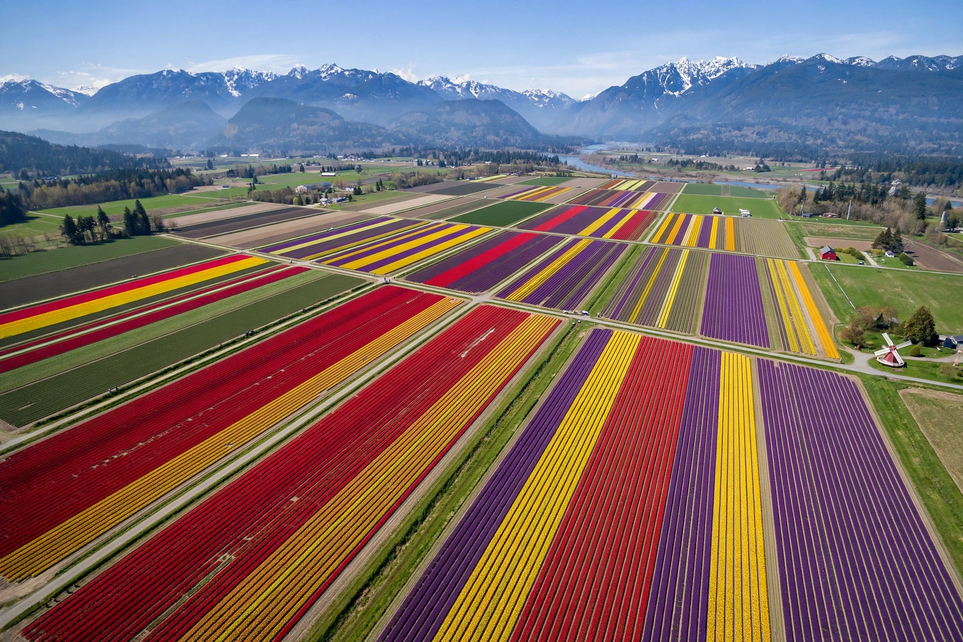 Long color-blocked rows of tulips stretching across Skagit Valley farmland.